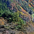 写真: 高尾山の秋景色(6)