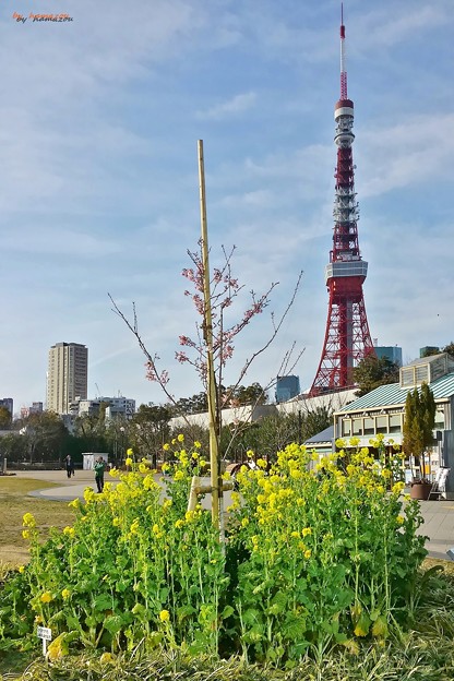 花の東京