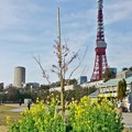 写真: 花の東京