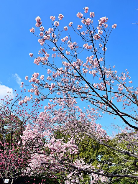 写真: 桜色の空
