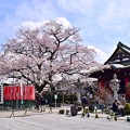 写真: お寺の彼岸桜