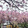 写真: 八重桜の都電