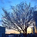 写真: 朝焼け桜
