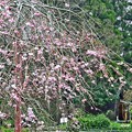 水車小屋と枝垂れ桜