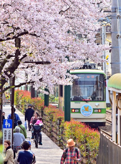 写真: 桜の街路地