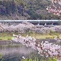 写真: 旬過の桜沿線