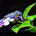 写真: 額紫陽花