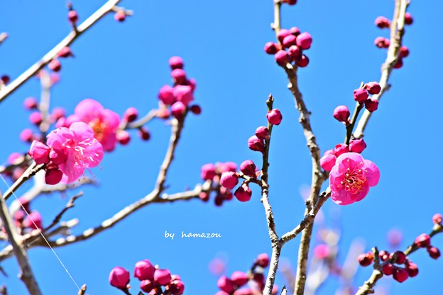 写真: Spring is coming