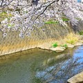 写真: 川面の桜