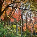 写真: 秋深まる彩り(12)