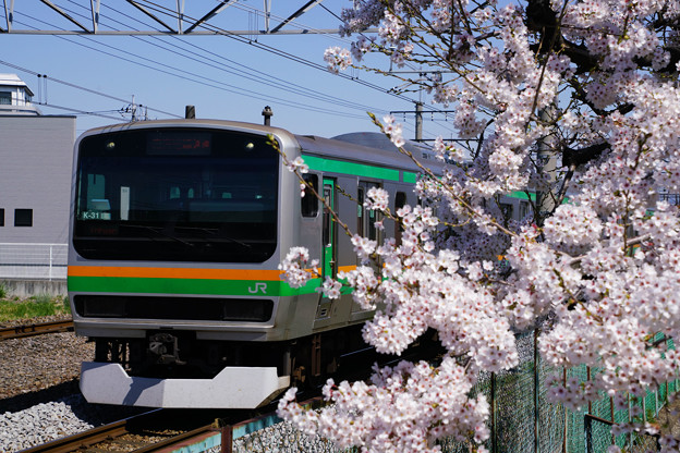 写真: 桜とE231系