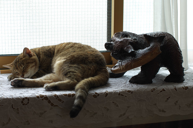 写真: ネコとクマー