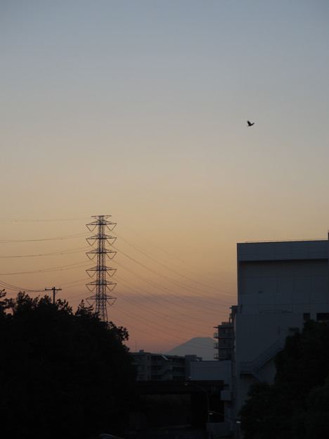 写真: 某所からの富士山(鳥付き)