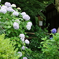 写真: 白紫陽花