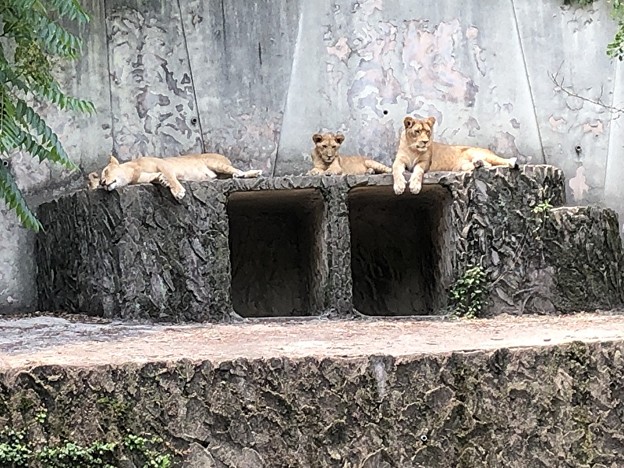 安佐動物園のライオン