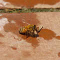 写真: ミツバチさんなにしてるの