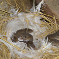 写真: ハツカネズミ赤ちゃん（１）