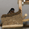 写真: 巣作り