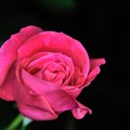 【庭のバラ】1