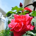 【庭のバラ】2
