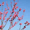 写真: 【保木の桃畑】4