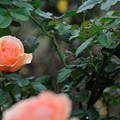 写真: 【大船植物園：秋バラ(フレグラント・アプリコット)】1