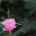 写真: 【花菜ガーデンの薔薇(ブラッシング・ノック・アウト)】