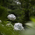 写真: 【浄慶寺(白色の紫陽花)】2
