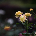 写真: 【花菜ガーデン(薔薇：トロピカル・シャーベット)】1