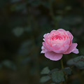 写真: 【花菜ガーデン(薔薇：クィーン・オブ・スウェーデン)】
