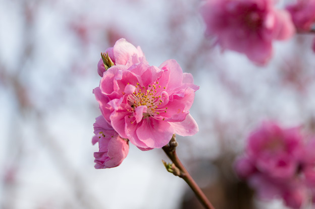 写真: 花桃の丘【ハナモモ】3