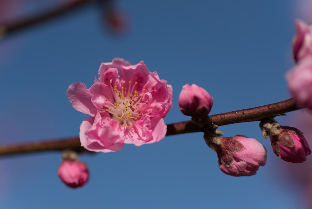 写真: 花桃の丘【ハナモモ】