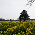 写真: 昭和記念公園【菜の花】1