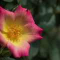 写真: 神代植物公園【薔薇：ロング・アイランド】