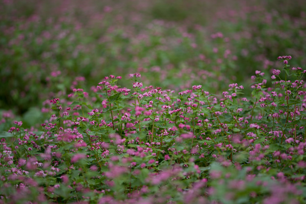 写真: 昭和記念公園【赤の蕎麦の花】1