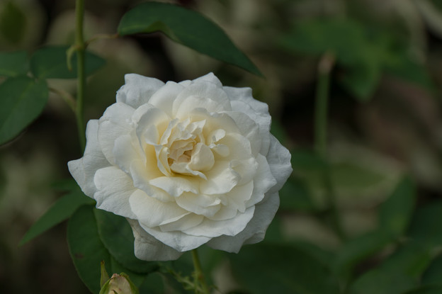写真: 花菜ガーデン【薔薇：クロンプリンツェシン・ヴィクトリア】2