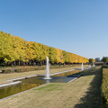 昭和記念公園【カナールのイチョウ】5