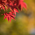 写真: 昭和記念公園【日本庭園の紅葉】2-5