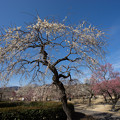 写真: 小田原フラワーガーデン【梅の花：淡路枝垂】1