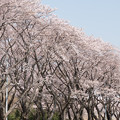 写真: 【海軍道路の桜並木】1-5