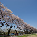 写真: 【海軍道路の桜並木】2-1