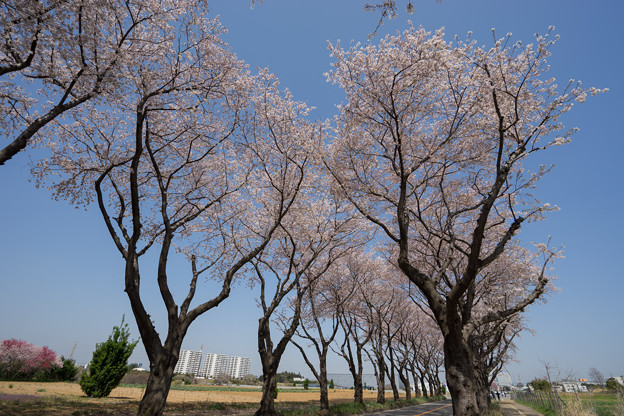 写真: 【海軍道路の桜並木】2-4