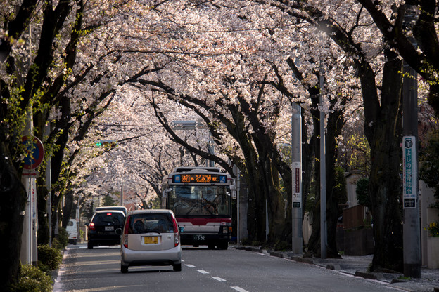写真: 【あざみ野二丁目の桜並木】
