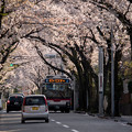 写真: 【あざみ野二丁目の桜並木】