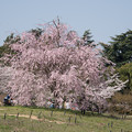 写真: 昭和記念公園【ふれあい橋周辺の桜】5