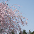写真: 昭和記念公園【ふれあい橋周辺の桜】6