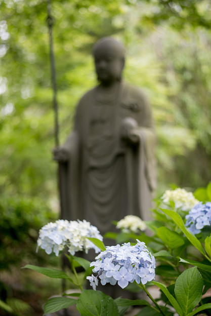 写真: 浄慶寺【紫陽花と聖人】2