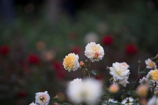 写真: 神代植物公園【バラ：ムーン・スプライト】2