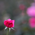 写真: 神代植物公園【バラ：プリンセス・チチブ】