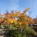 写真: 昭和記念公園【日本庭園：清池軒周辺の紅葉】2